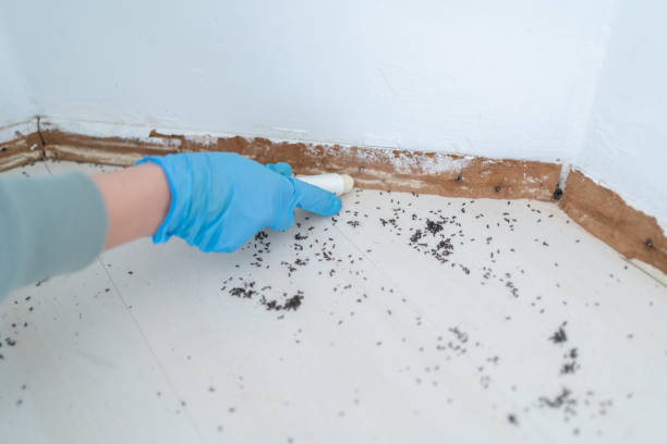 Best Flea Control Services  in , MI